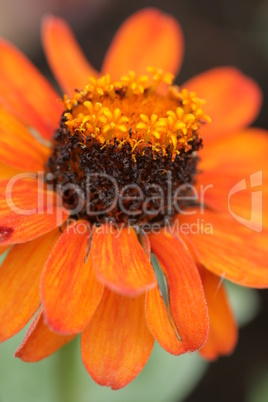 Zinnia