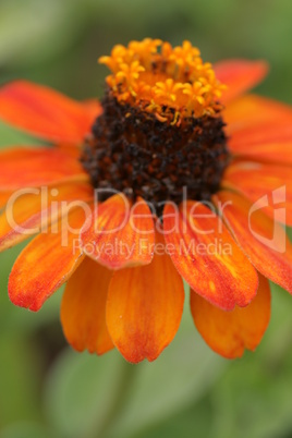 Zinnia