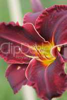 Blüte Feuerlilie