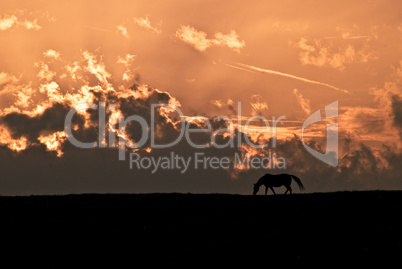 dramatic sky, Horse