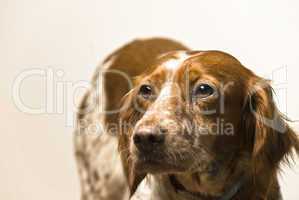 Young Breton Dog