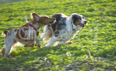 two dogs running