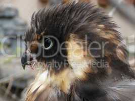 Nesting hawk