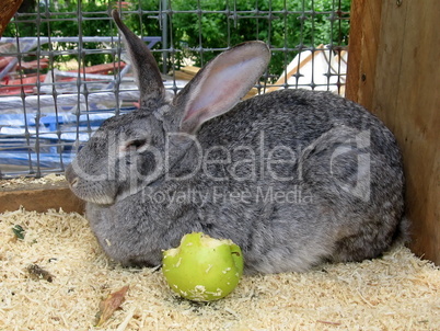 Rabbit with apple