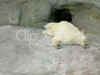 Sleeping white bear