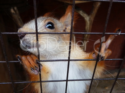 Squirrel in cage