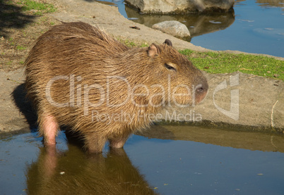 Capybara, Hydrochoerus hydrochaeris