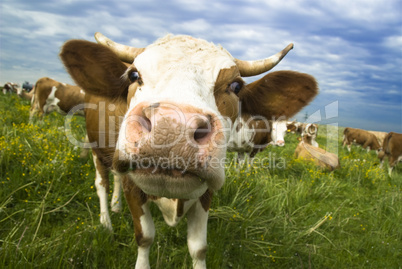 Cow