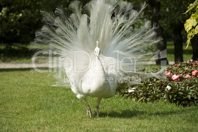 isola bella,  white peacock