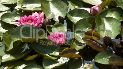 aquatic flowers