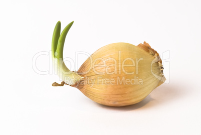 onion with young plant growing