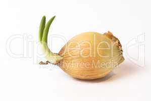 onion with young plant growing