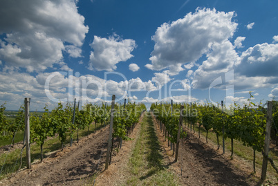 Vineyards in palatinate, Germany