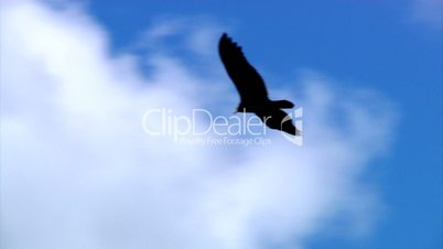 A hawk gently glides through the sky.