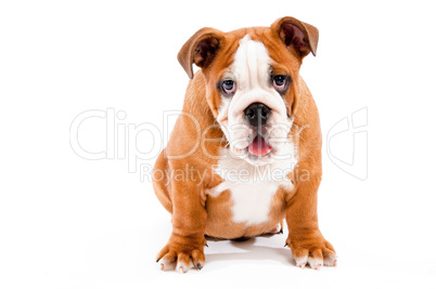 english Bulldog puppy