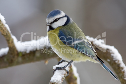 Winterliche Blaumeise