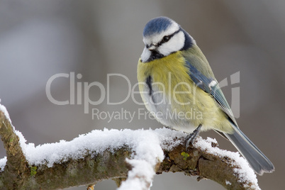 Blaumeise im Winter