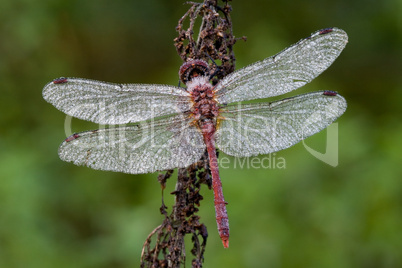 Sympetrum vulgatum - darter