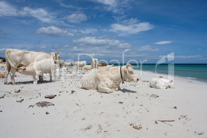 Kühe auf Strandurlaub