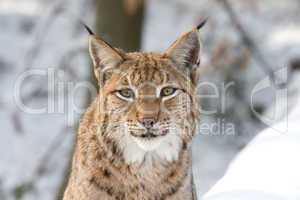 Europäischer Luchs