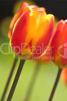 Rot-gelbe Tulpen