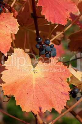 Weintrauben im Herbst