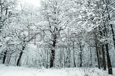 Snowy weather in the forest