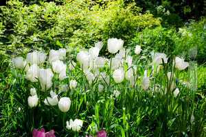 white tulips