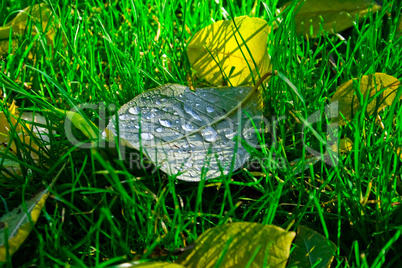 yellow leaf