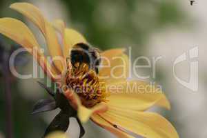 gelbe Blüte mit Biene