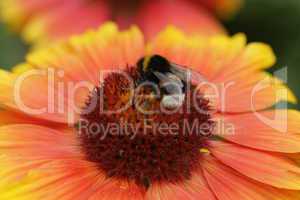 Kokardenblume mit Biene