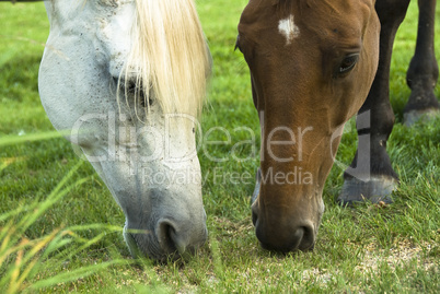 Two horses, one white and one brown grassing on the field