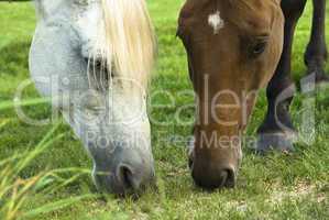 Two horses, one white and one brown grassing on the field