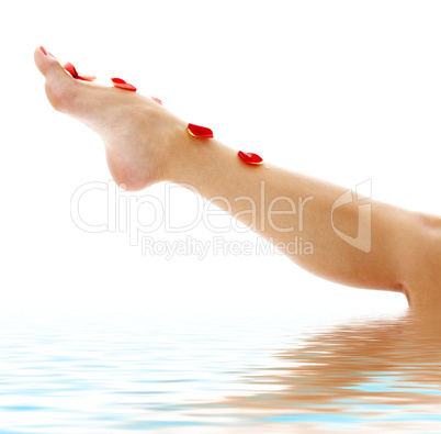 leg with red rose petals in water