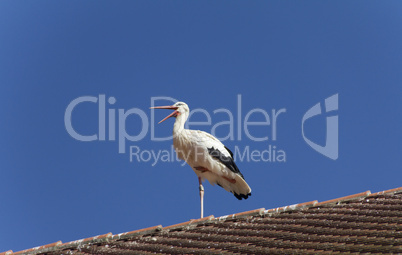 Storch