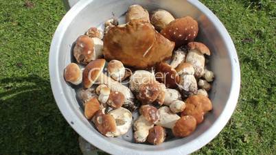 Boletus Mushrooms Basket