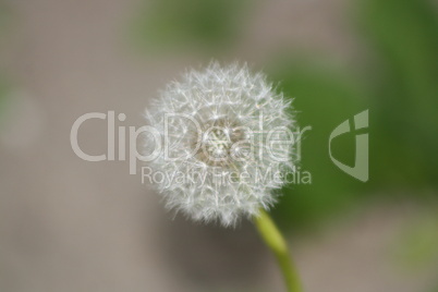 Pusteblume