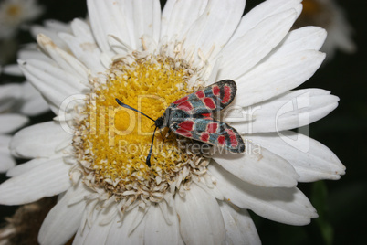 Blutstroepfchen (Zygaena filipendulae) / Six-spot Burnet (Zygaen