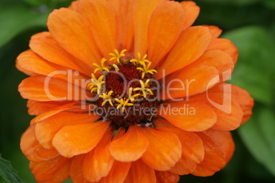 Zinnia