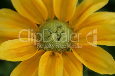 Rudbeckia