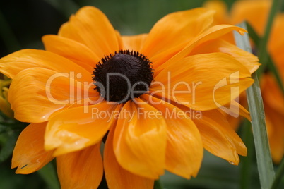 Rudbeckia