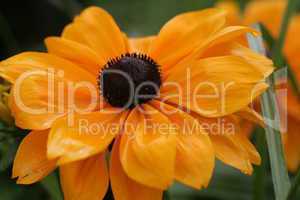 Rudbeckia