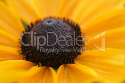 Rudbeckia