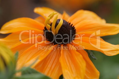 Rudbeckia