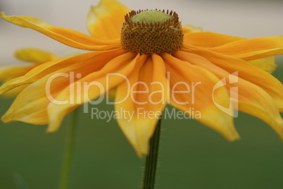 Rudbeckia