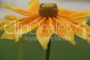 Rudbeckia