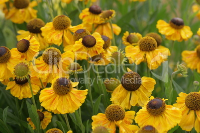 Rudbeckia