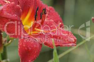 Feuerlilie