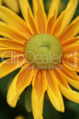 Rudbeckia