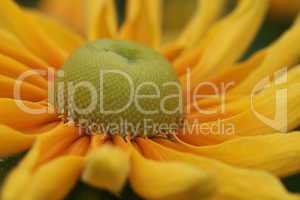 Rudbeckia